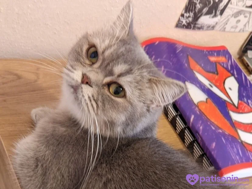 British shorthair dişi kedimi tamamen ücretsiz iyi bi aileye sahiplendirmek istiyorum 2