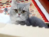 British shorthair dişi kedimi tamamen ücretsiz iyi bi aileye sahiplendirmek istiyorum
