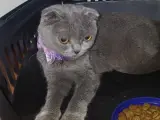 dünya tatlısı için yeni yuva