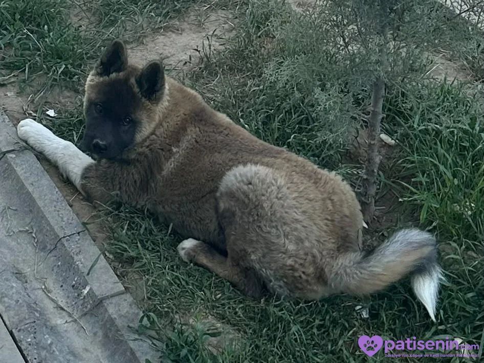 AMERİKAN AKİTA 1