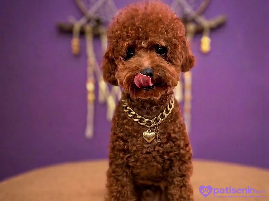 Safkan Toy Poodle Erkek Çiftleştirme 1