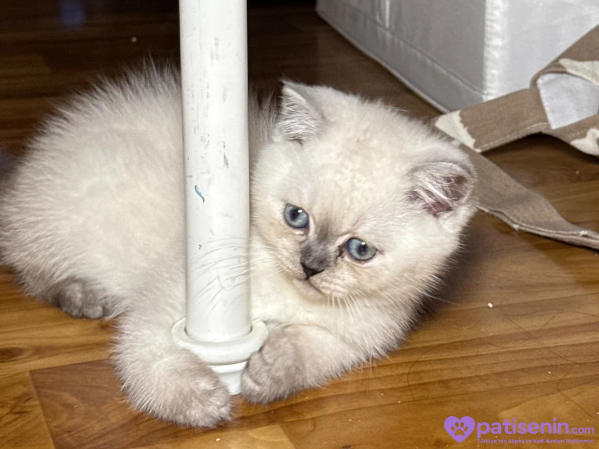 2 aylık British shorthair colorpoint mavi göz 3