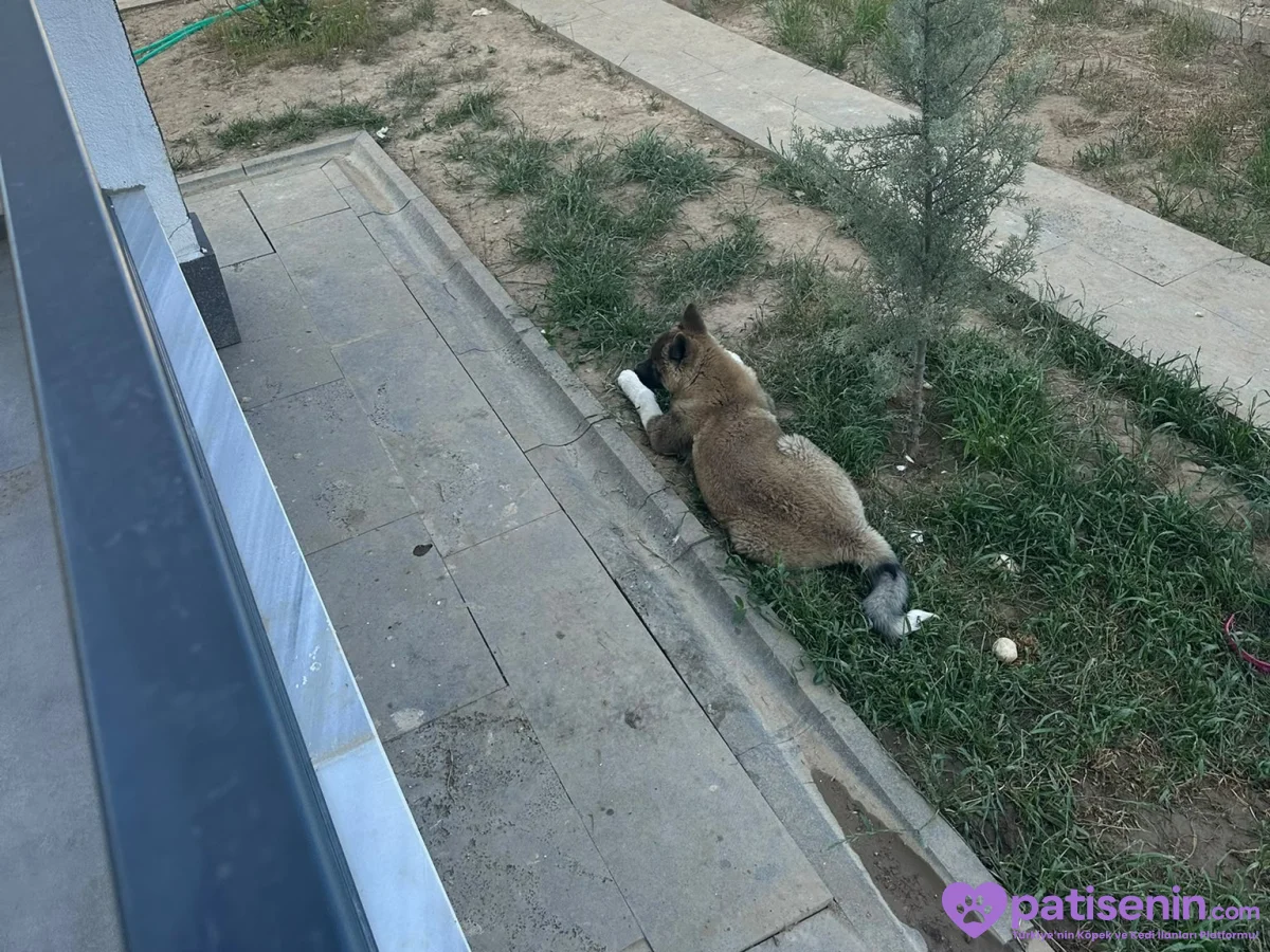 AMERİKAN AKİTA 4