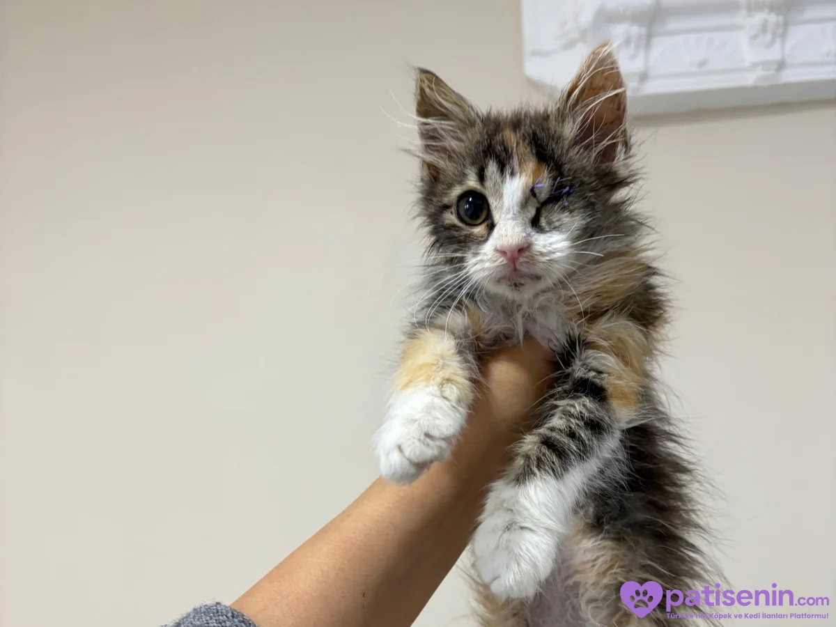2 aylık oyuncu tekir kedi 4