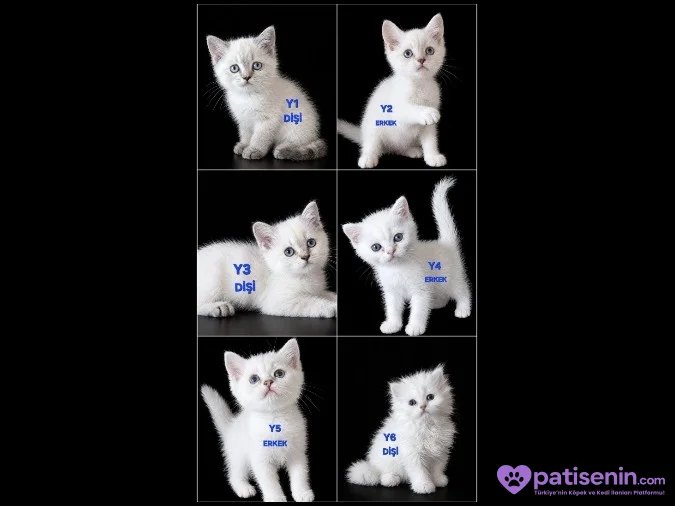 PAMUK ŞEKERLERİM🥰🍭 1