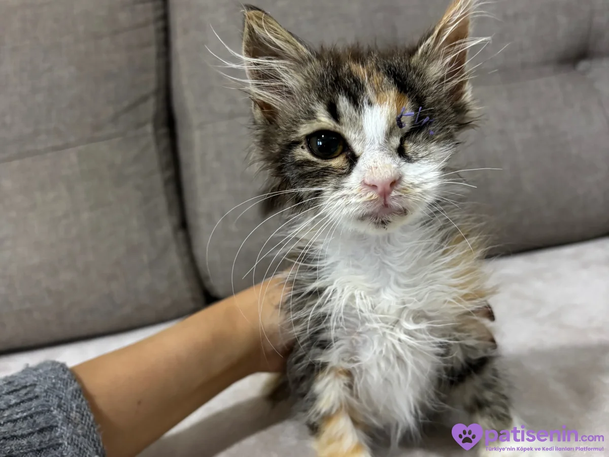 2 aylık oyuncu tekir kedi 5
