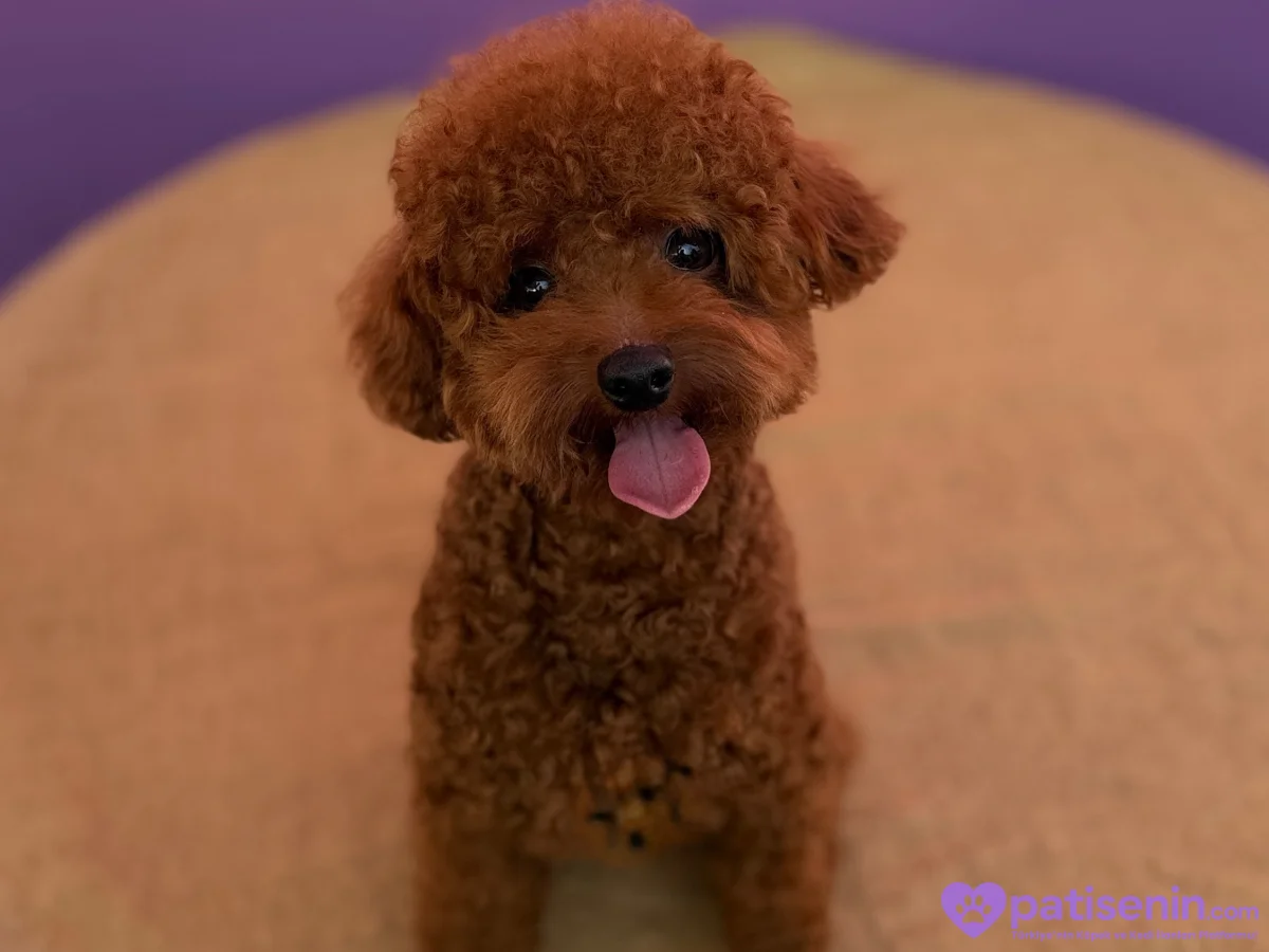 Safkan Toy Poodle Erkek Çiftleştirme 2