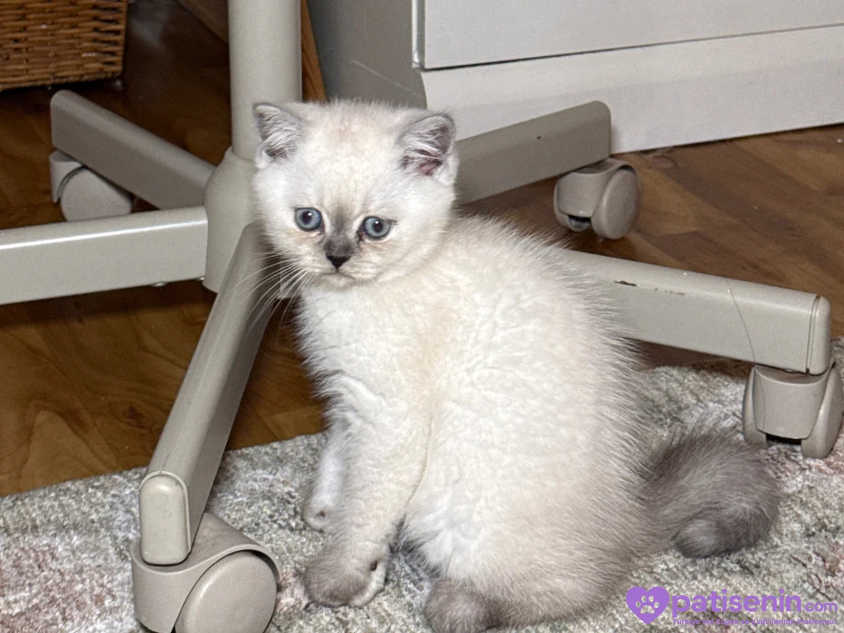 2 aylık British shorthair colorpoint mavi göz 4