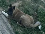 AMERİKAN AKİTA