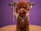 Safkan Toy Poodle Erkek Çiftleştirme