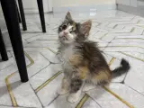 2 aylık oyuncu tekir kedi