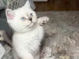 2 aylık British shorthair colorpoint mavi göz