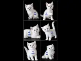 PAMUK ŞEKERLERİM🥰🍭