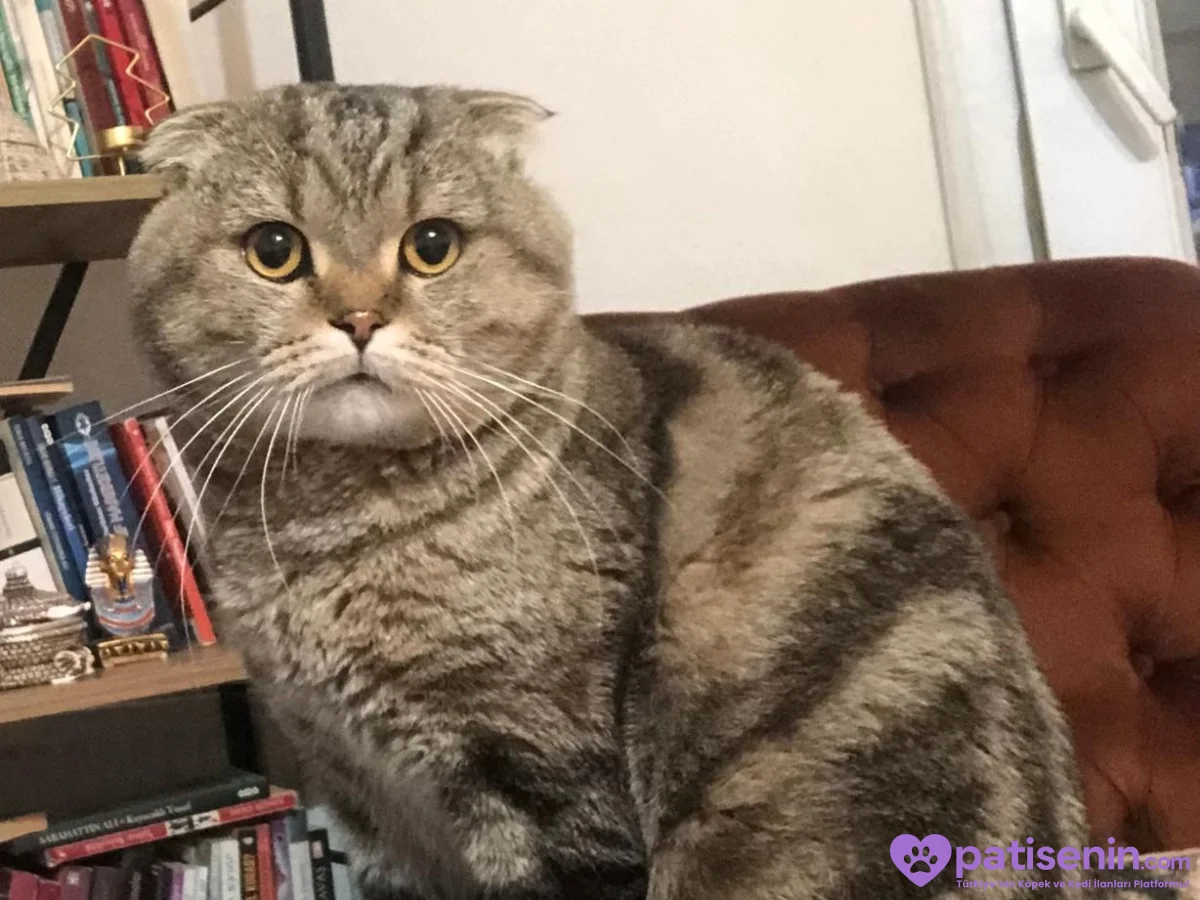 Safkan Scottish Fold Kedimiz Çok Uysal 1