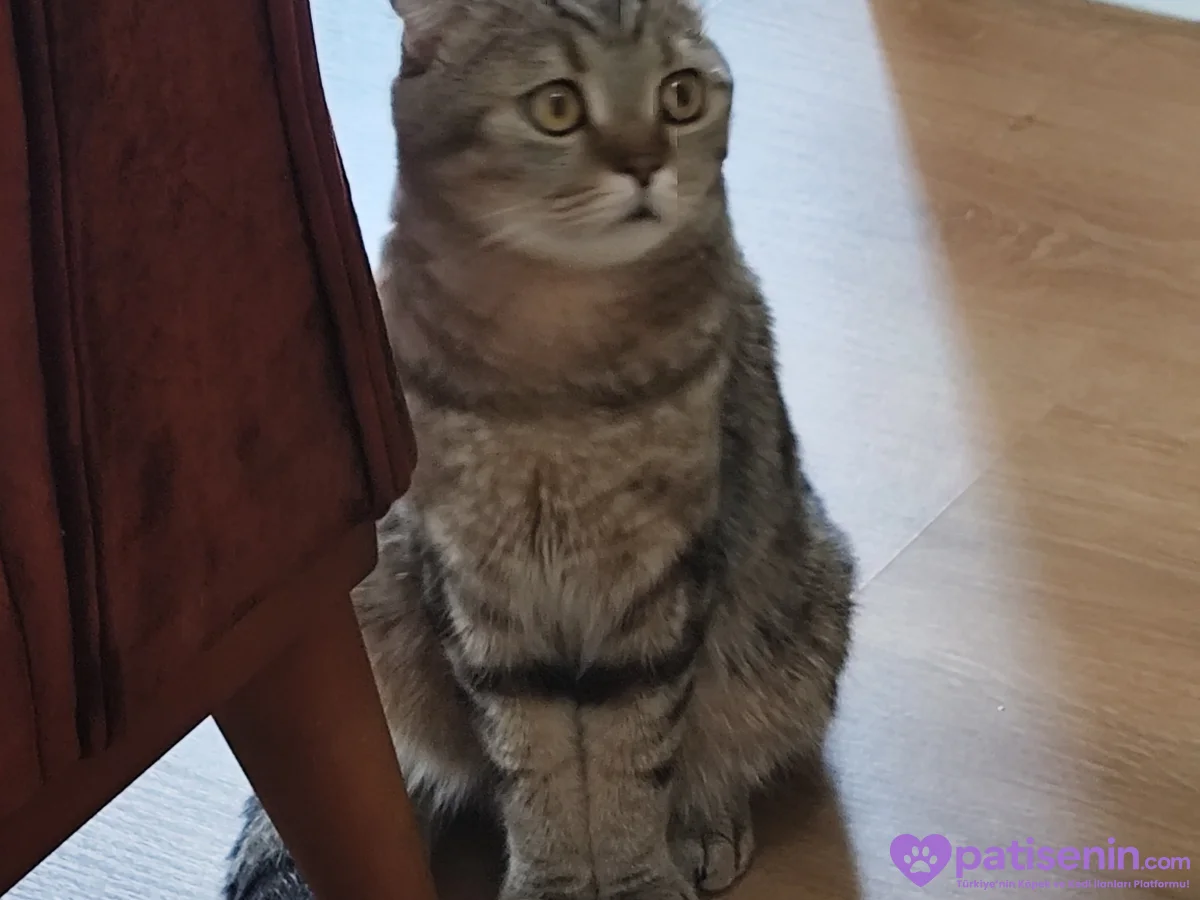 Safkan Scottish Fold Kedimiz Çok Uysal 2