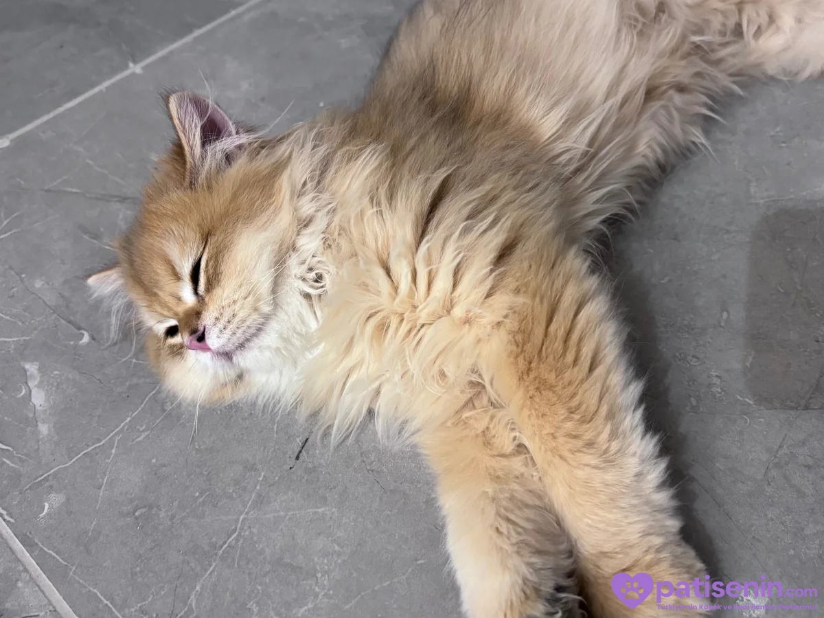 scottish longhair 4