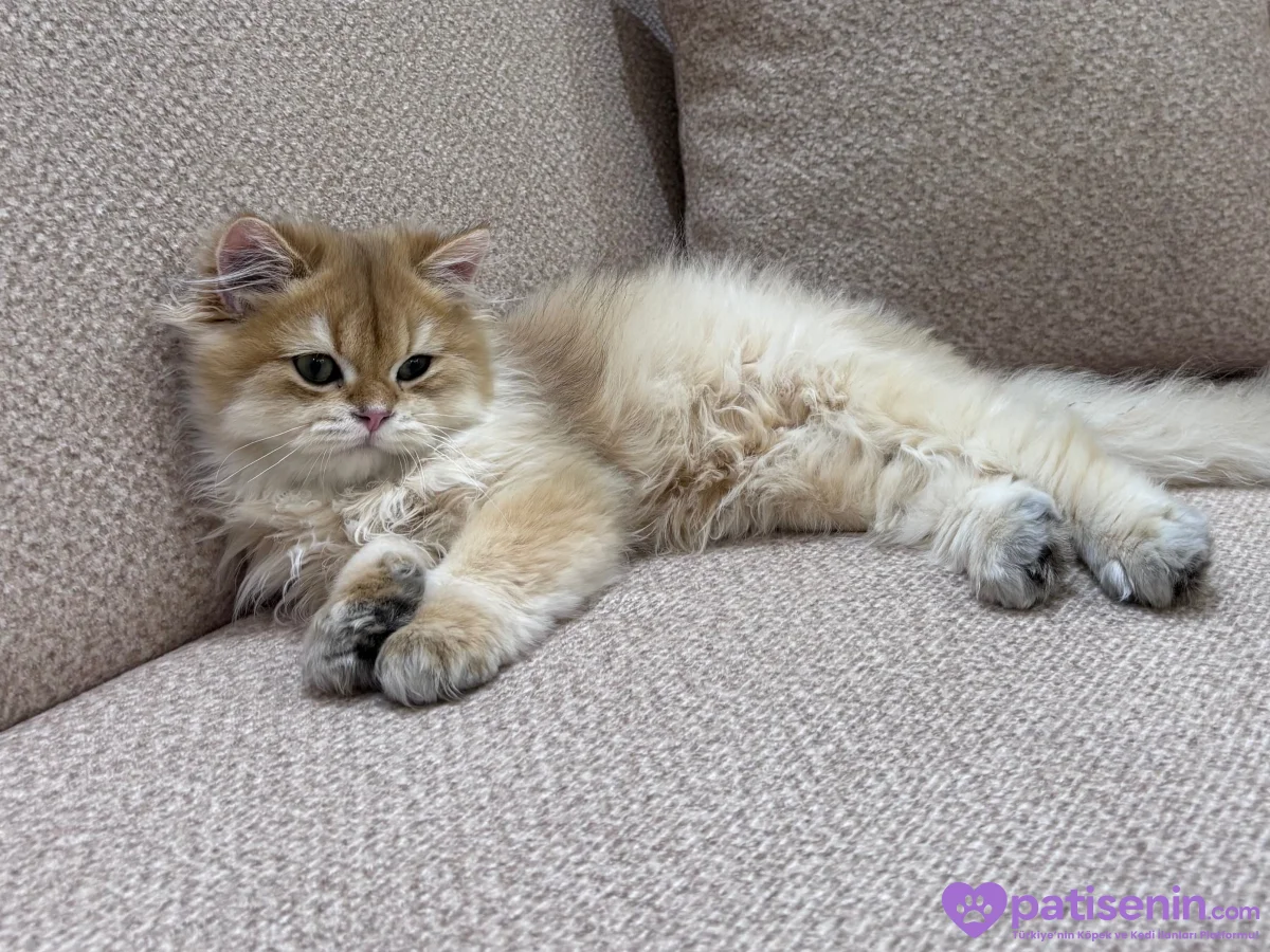 scottish longhair 3