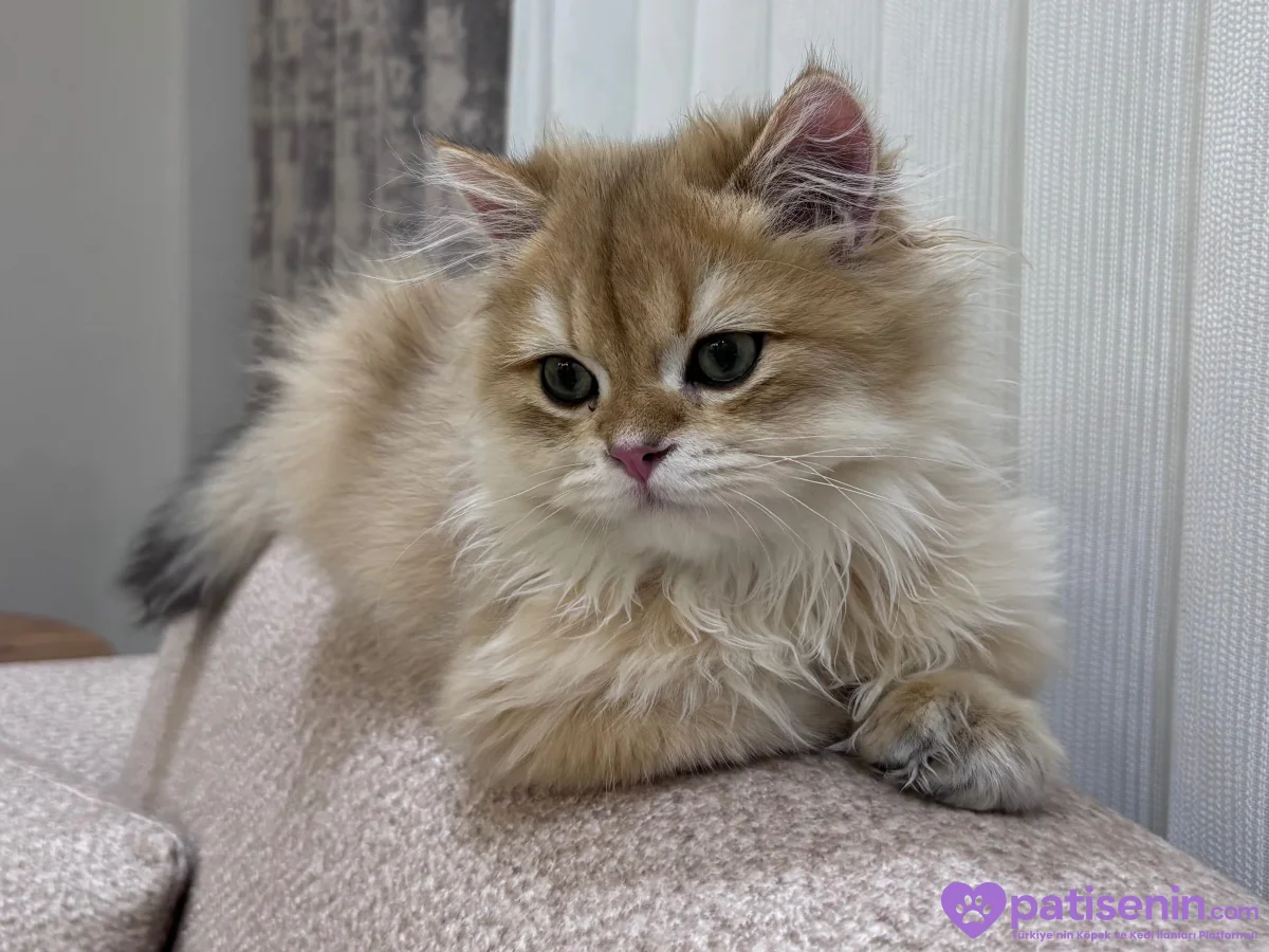 scottish longhair 5