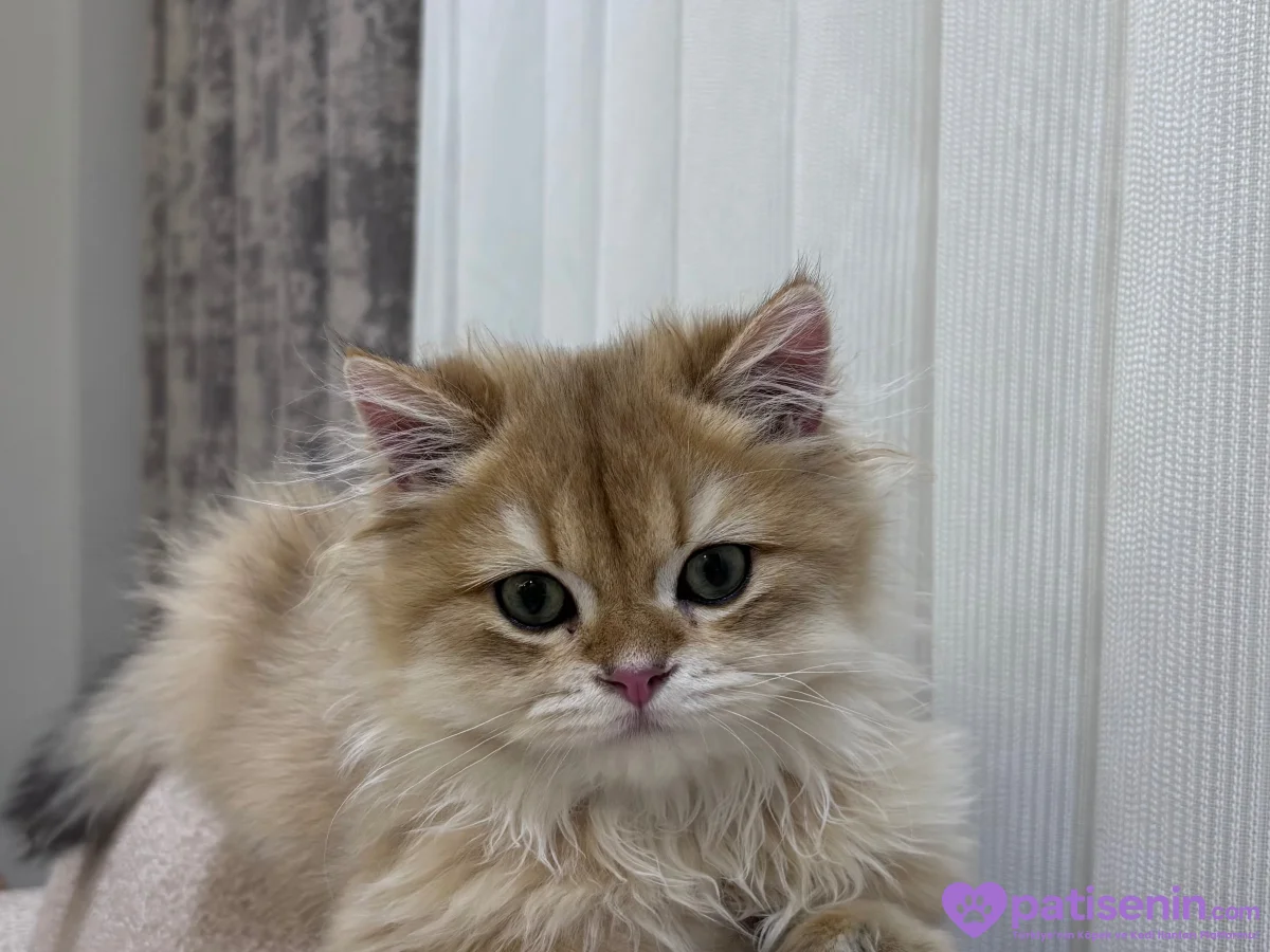 scottish longhair 6