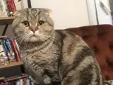 Safkan Scottish Fold Kedimiz Çok Uysal