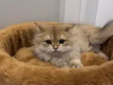 scottish longhair