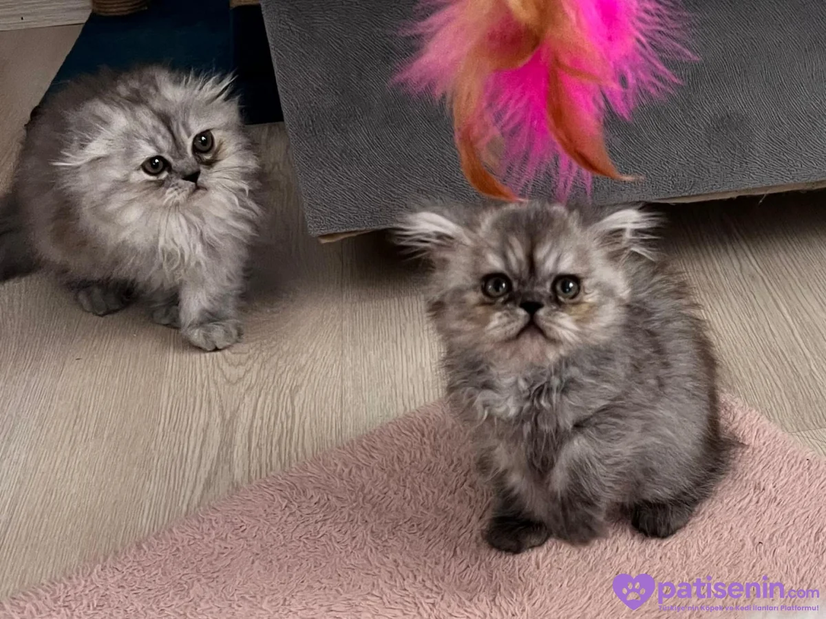 3 aylık british longhair yavru 2