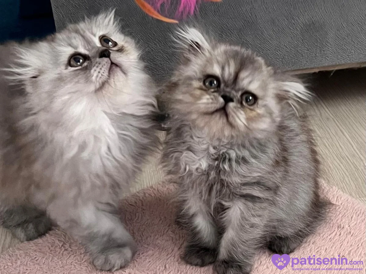 3 aylık british longhair yavru 1