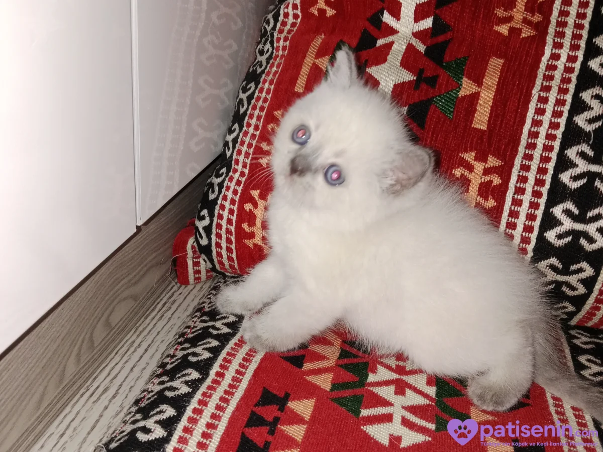 2 aylık blue point 3