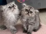 3 aylık british longhair yavru