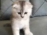 Silver ve beyaz minnoş bebekler teslime hazır