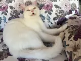Tahmini 1 buçuk yaşında