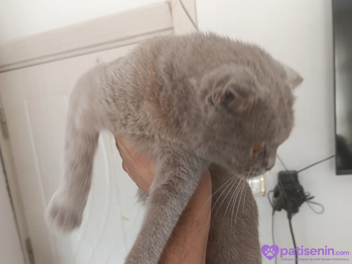Ücretsiz Safkan Scottish Fold Kedimiz Çok Sevecen 3
