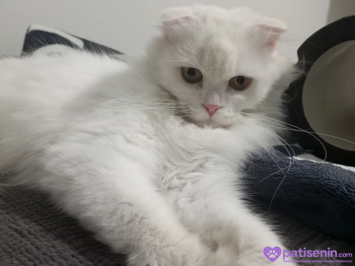 Acil Yuva Arıyor - 10 Aylık Scottish Fold (Ücretsiz / Çip Devriyle) 2