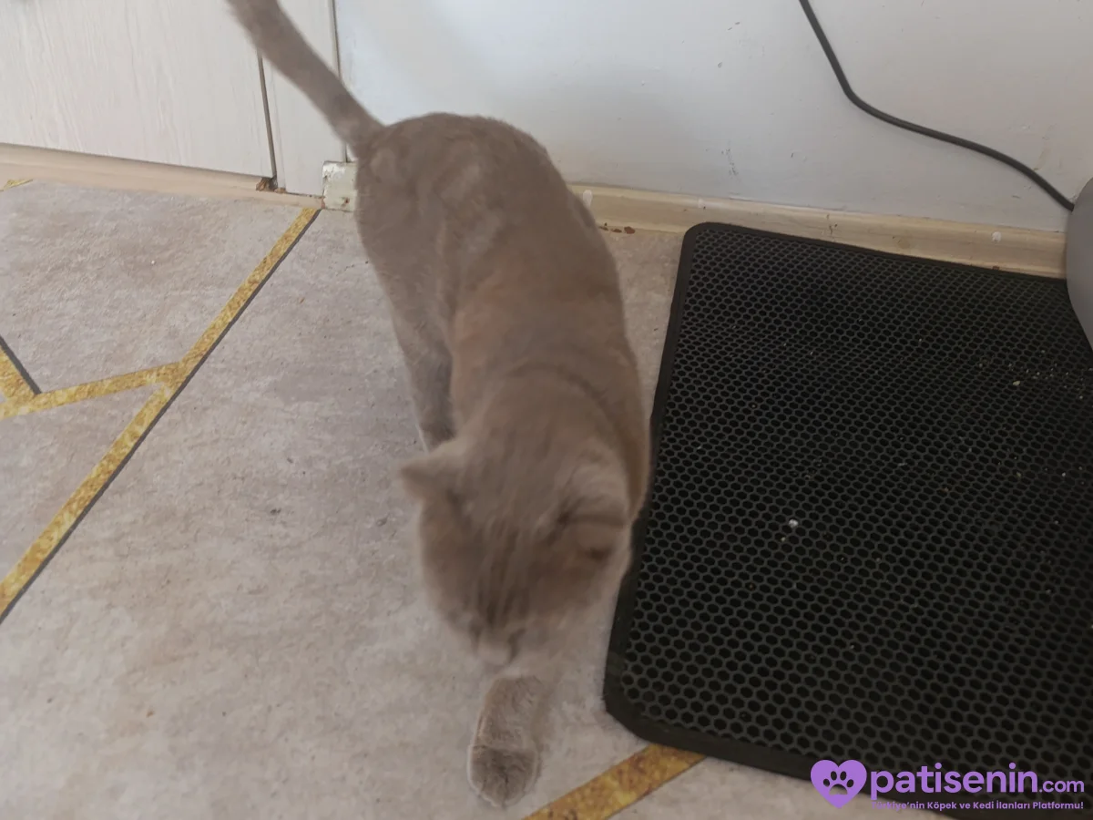 Ücretsiz Safkan Scottish Fold Kedimiz Çok Sevecen 7