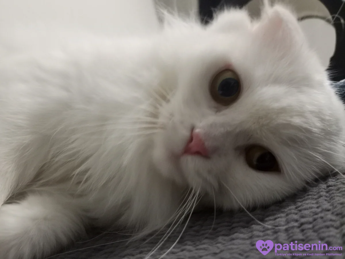 Acil Yuva Arıyor - 10 Aylık Scottish Fold (Ücretsiz / Çip Devriyle) 3