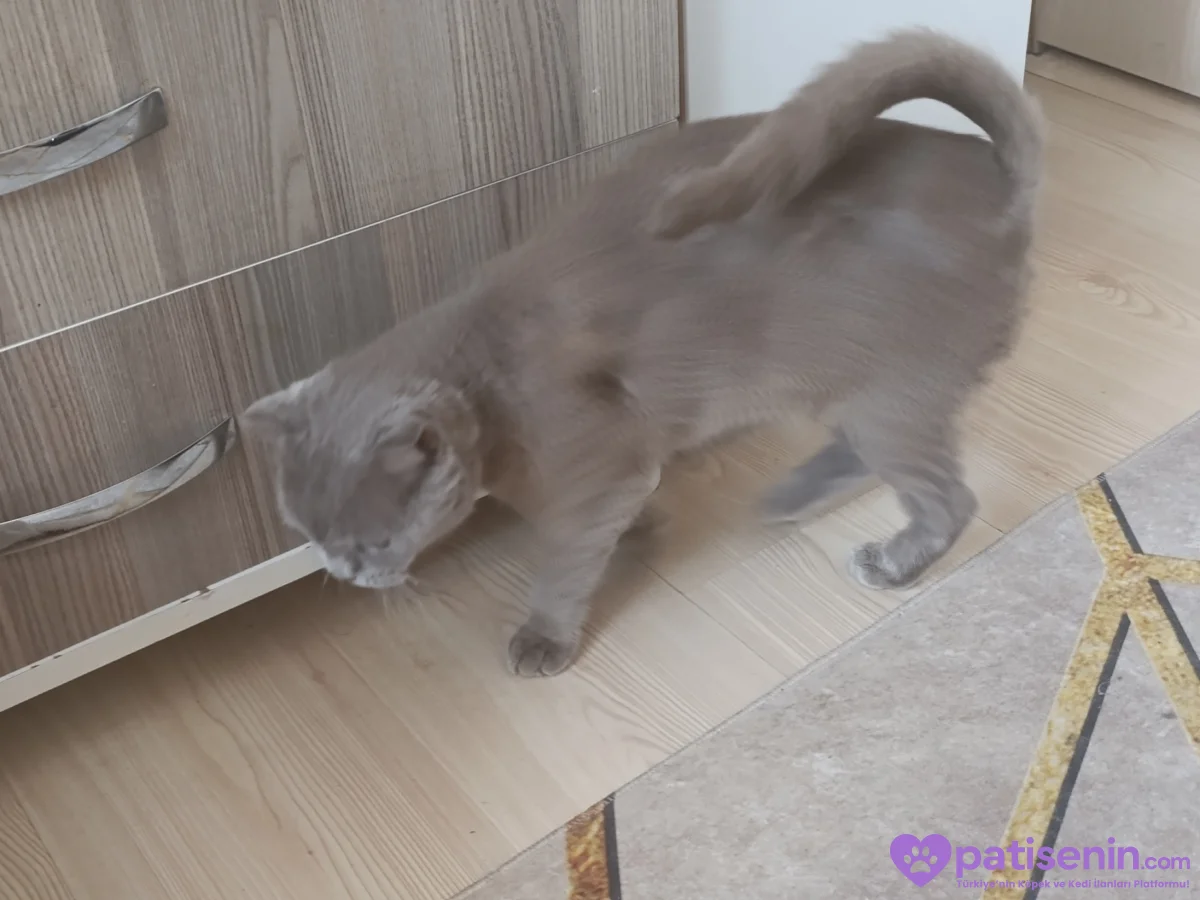 Ücretsiz Safkan Scottish Fold Kedimiz Çok Sevecen 6