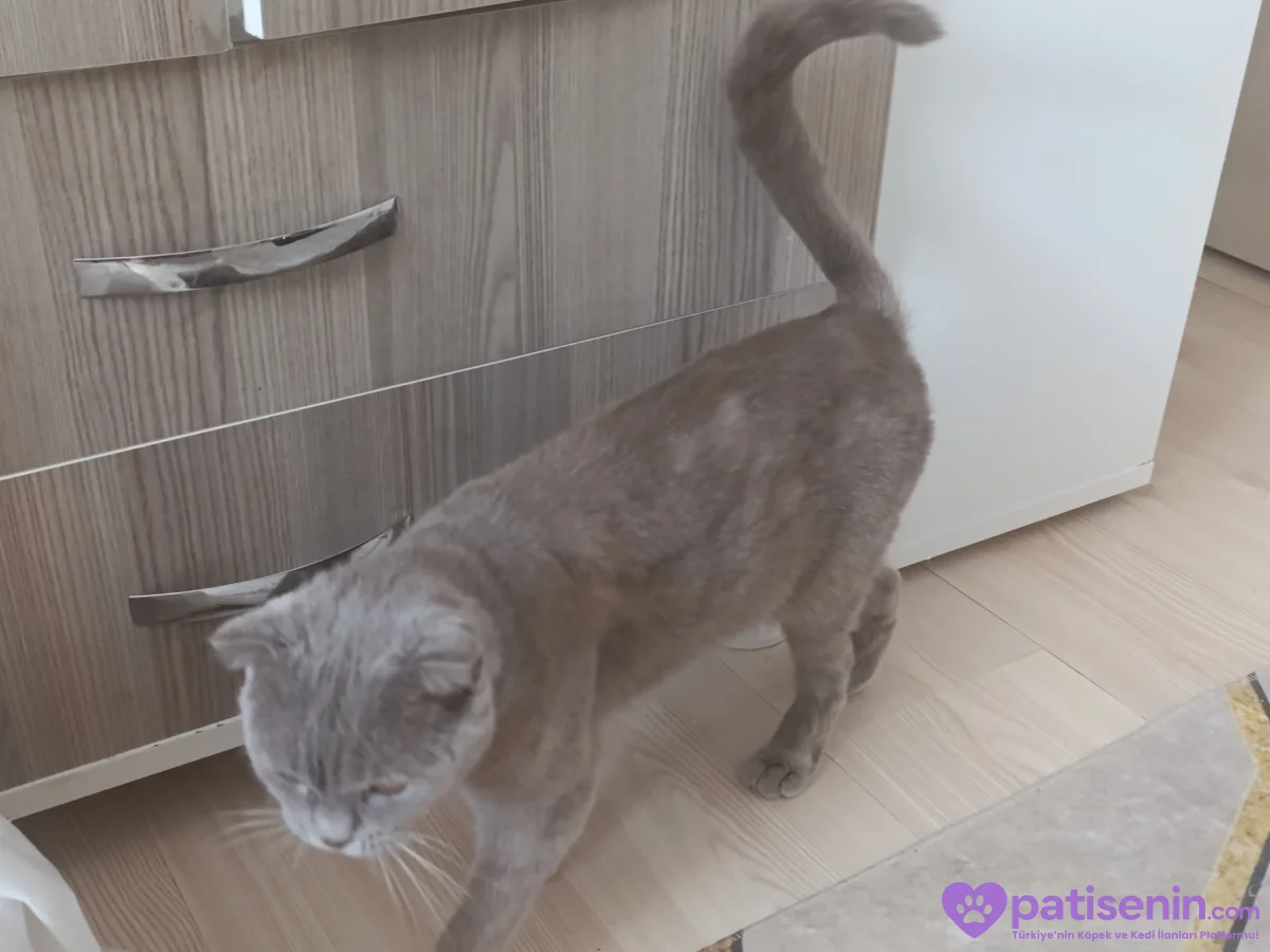 Ücretsiz Safkan Scottish Fold Kedimiz Çok Sevecen 5