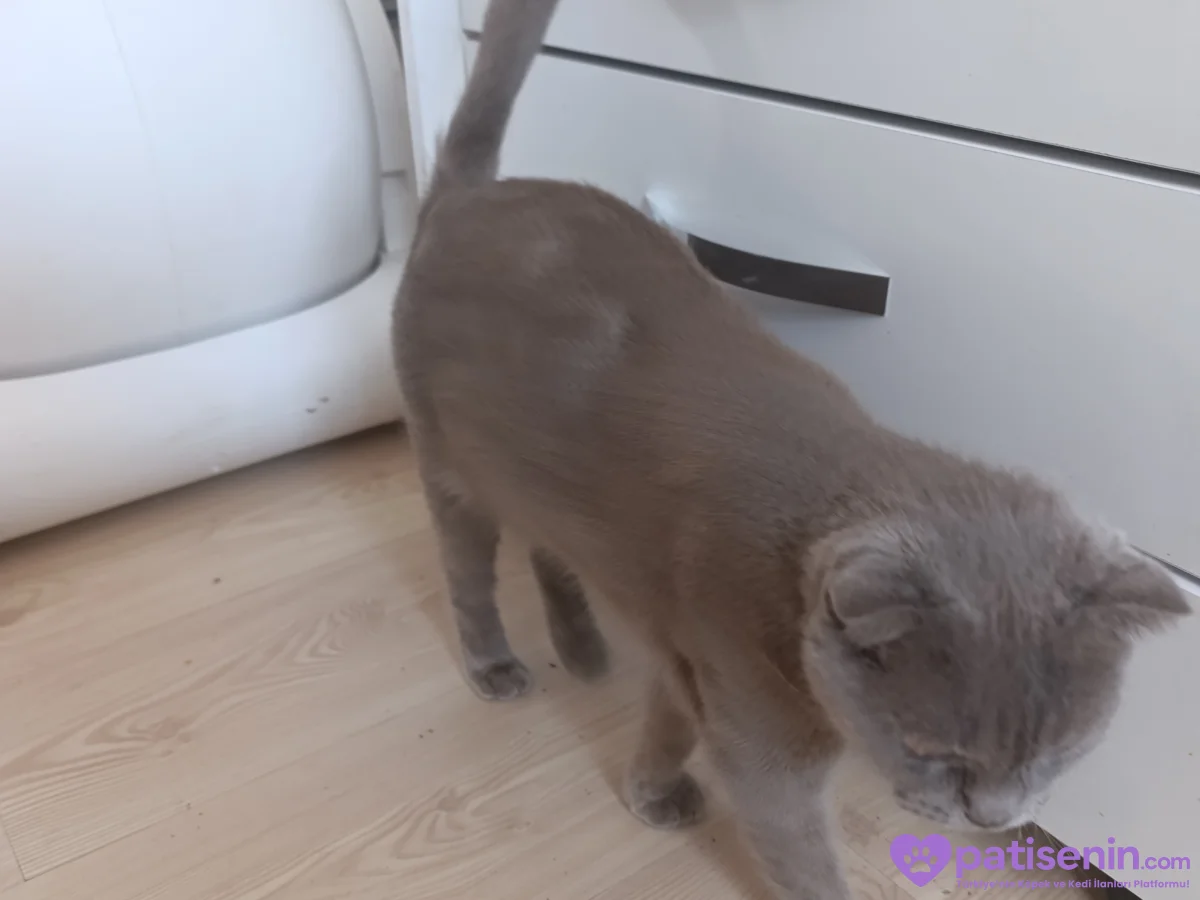 Ücretsiz Safkan Scottish Fold Kedimiz Çok Sevecen 4