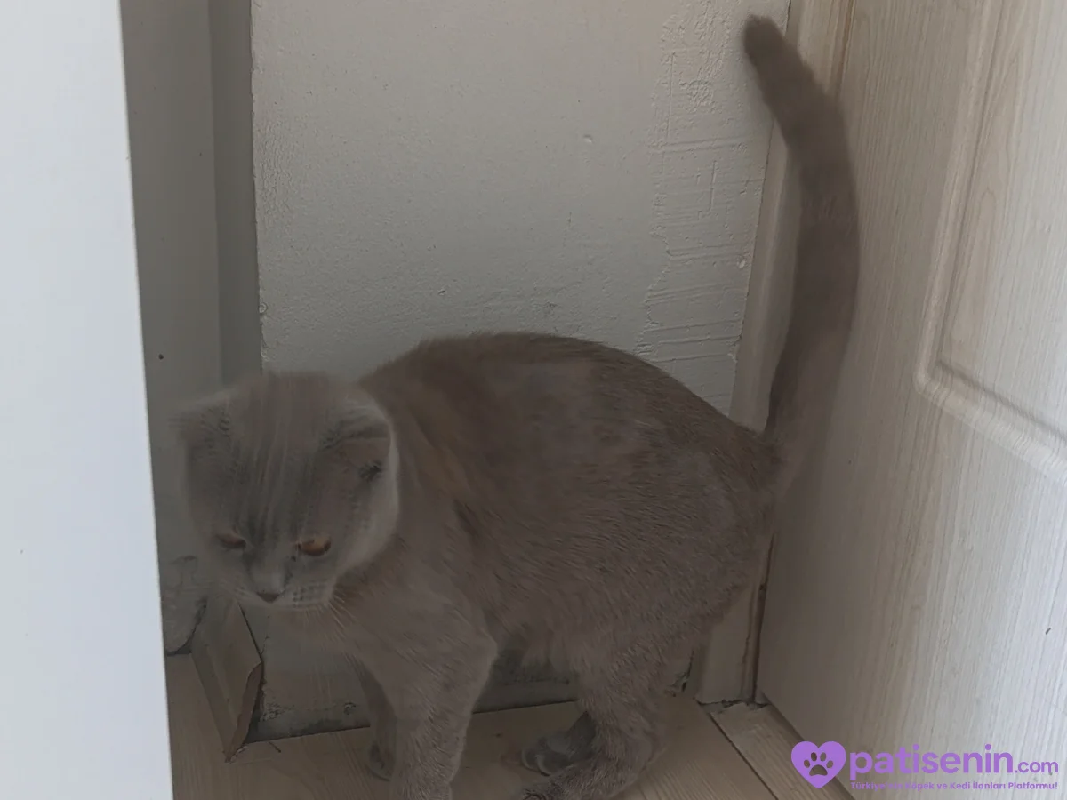 Ücretsiz Safkan Scottish Fold Kedimiz Çok Sevecen 2