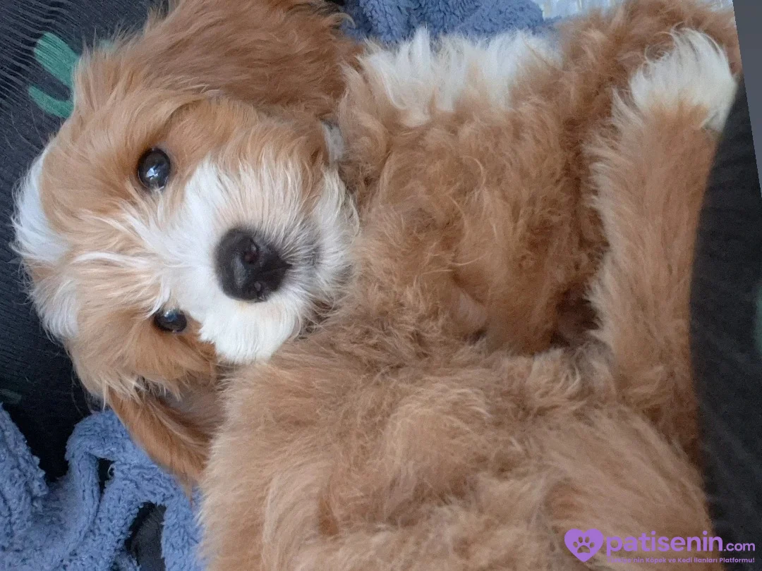 3 aylık erkek maltipoo 2