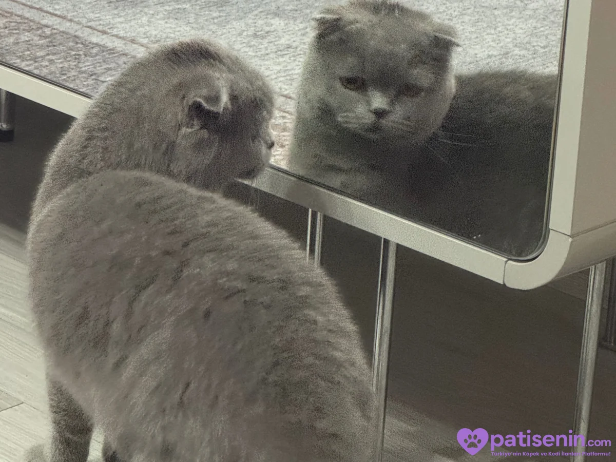 SCOTTISH FOLD ERKEK KISIR - ÜCRETSİZ 4