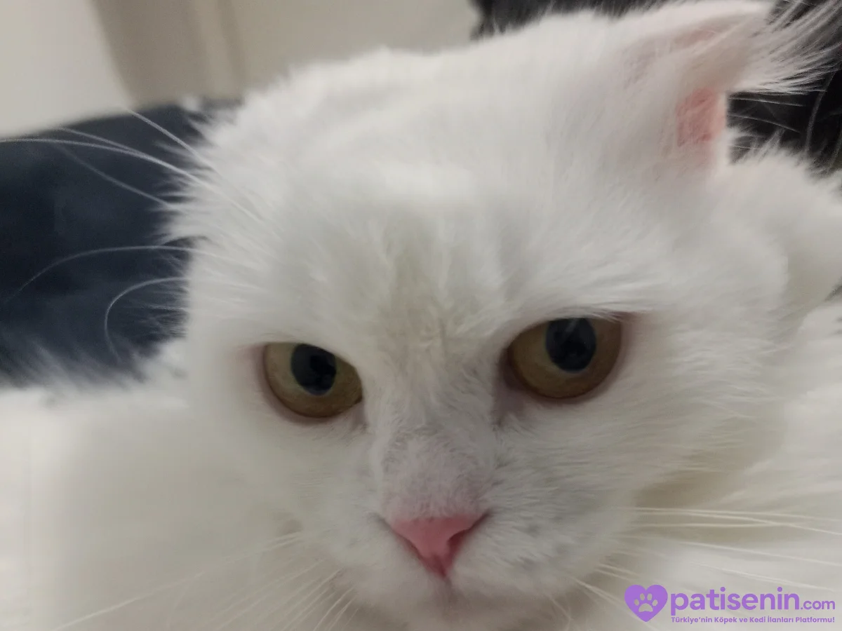 Acil Yuva Arıyor - 10 Aylık Scottish Fold (Ücretsiz / Çip Devriyle) 1