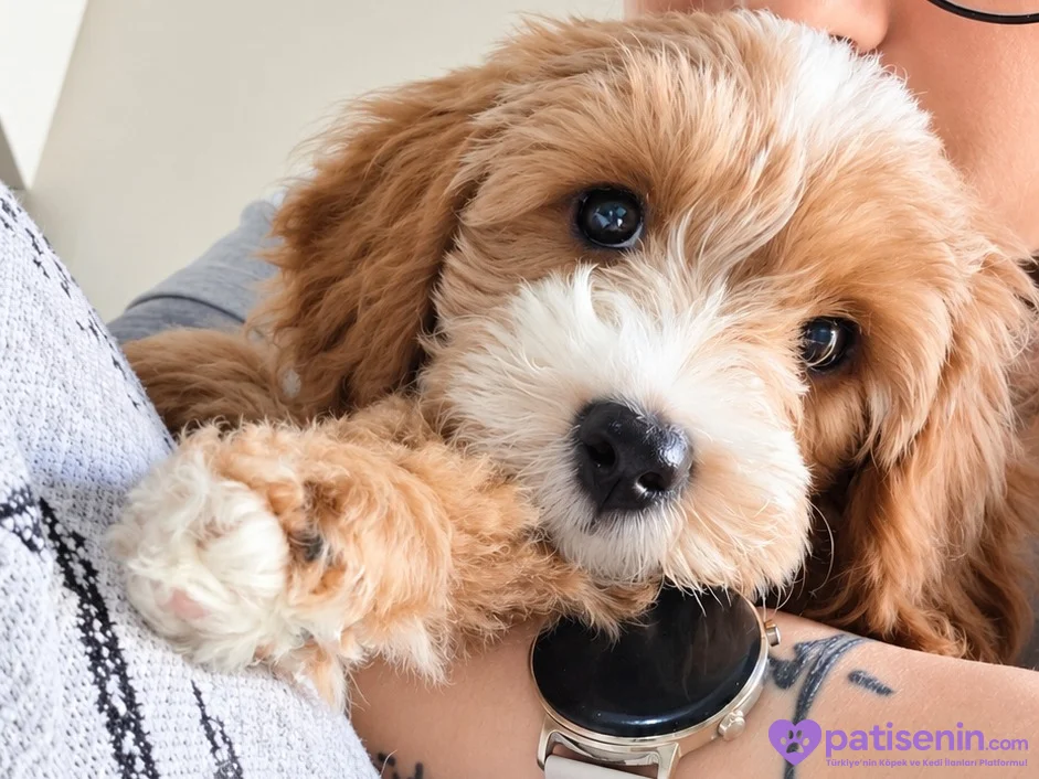 3 aylık erkek maltipoo 3