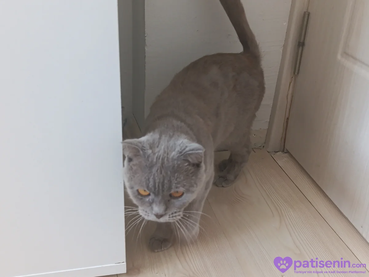 Ücretsiz Safkan Scottish Fold Kedimiz Çok Sevecen 1