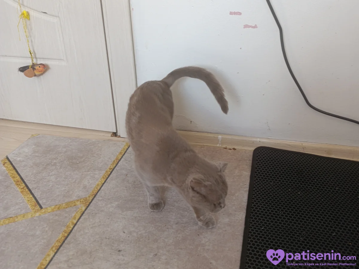 Ücretsiz Safkan Scottish Fold Kedimiz Çok Sevecen 9