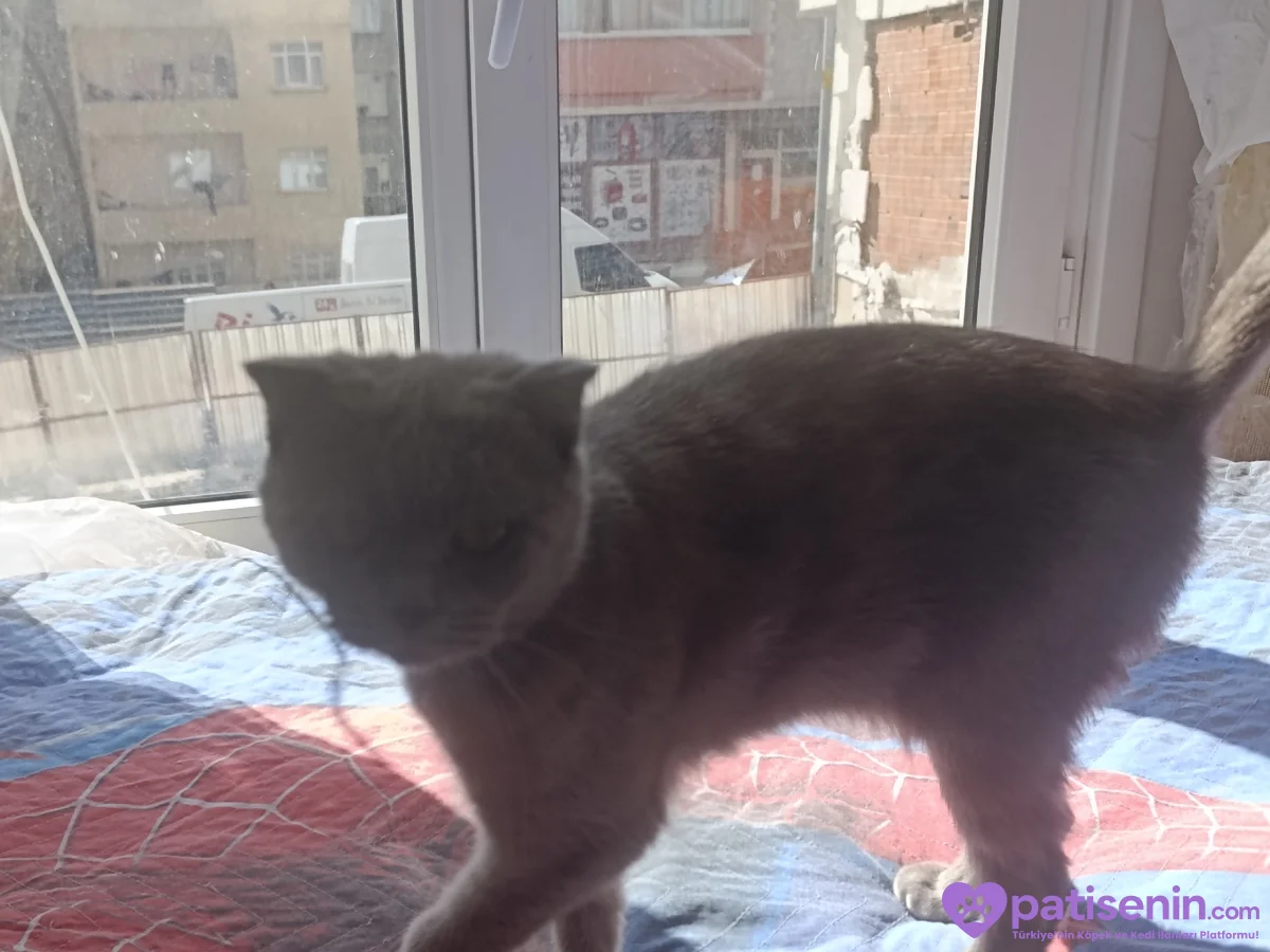Ücretsiz Safkan Scottish Fold Kedimiz Çok Sevecen 8