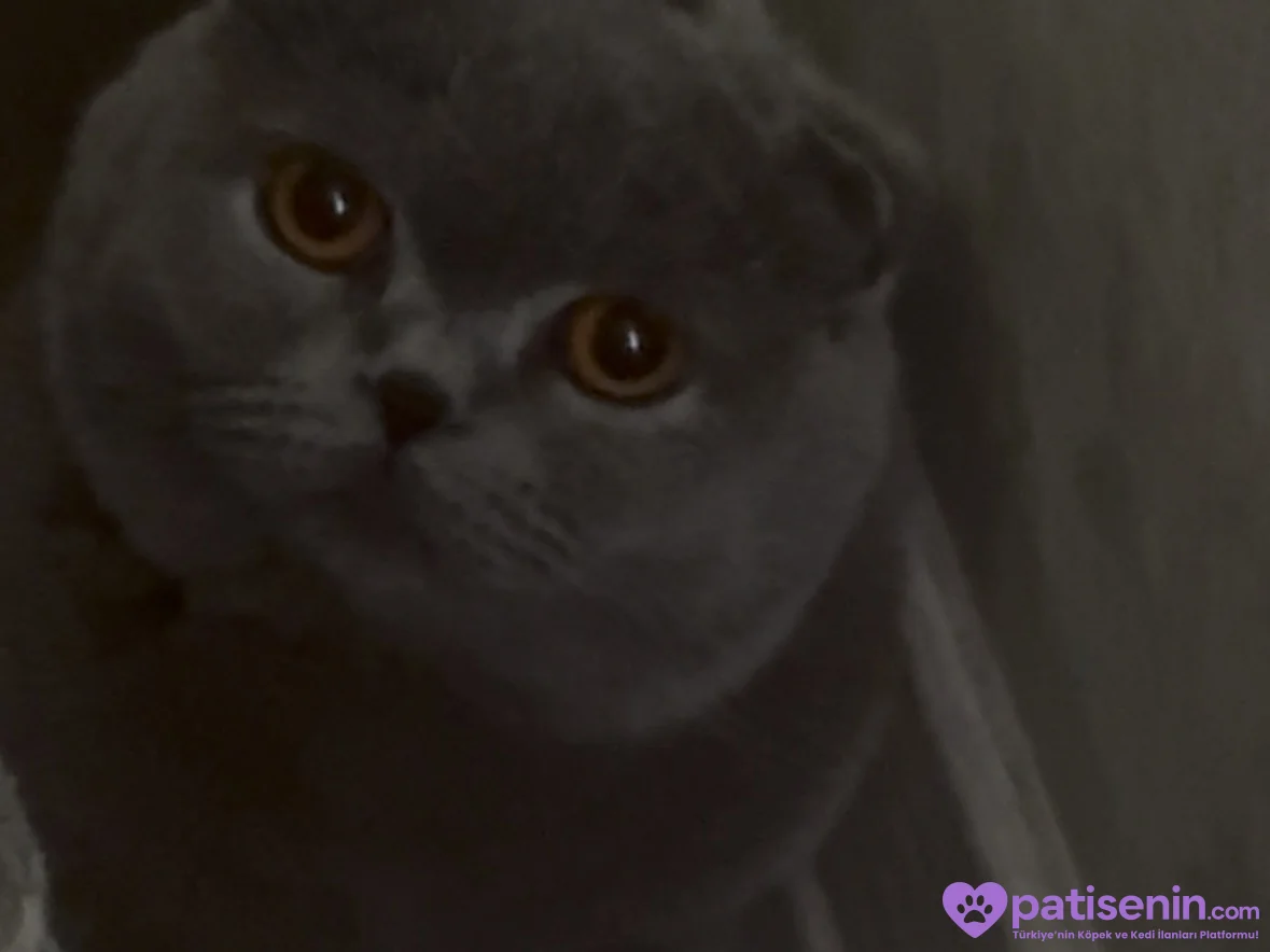 SCOTTISH FOLD ERKEK KISIR - ÜCRETSİZ 3