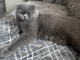 SCOTTISH FOLD ERKEK KISIR - ÜCRETSİZ