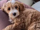 3 aylık erkek maltipoo