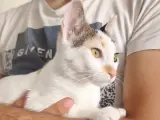 8 Aylık dişi tekir kedimiz Acil